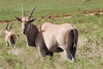 ELAND