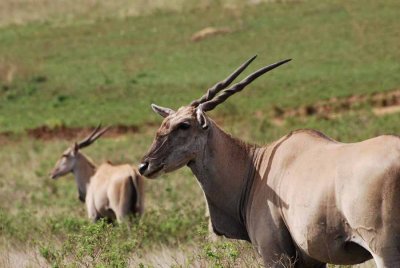 ELAND
