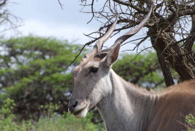ELAND