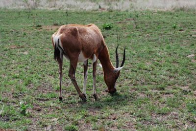 BLESBOK