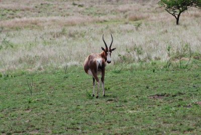 BLESBOK