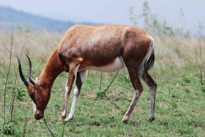 BLESBOK
