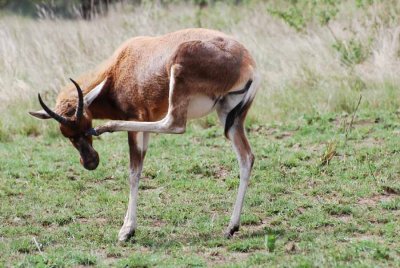BLESBOK