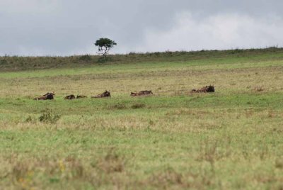 BLUE WILDEBEEST