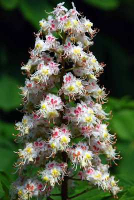 HORSE CHESTNUT FLOWER