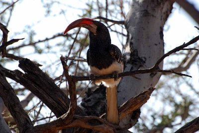 RED-BILLED HORNBILL