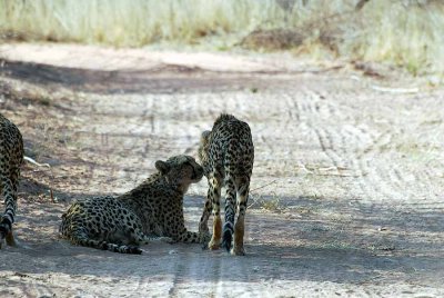 CHEETAH