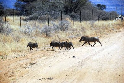 WARTHOGS CROSSING THE ROAD