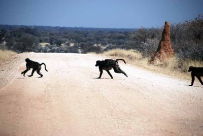 BABOONS CROSSING THE ROAD