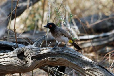 AFRICAN RED - EYED BULBUL