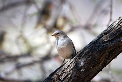 SCALY - FEATHERED FINCH