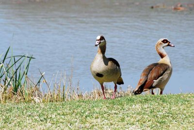 EGYPTIAN GOOSE