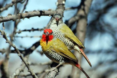 GREEN - WINGED PYTILIA