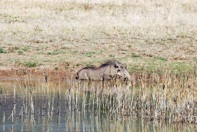 WARTHOG