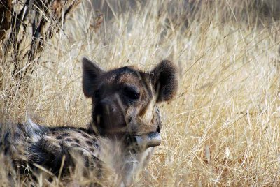 SPOTTED HYAENA