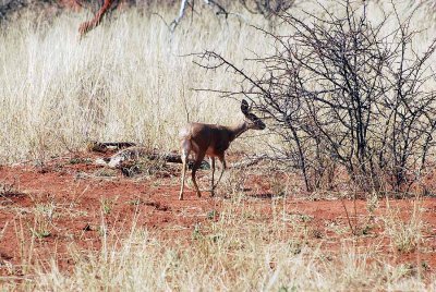 DAMARA DIK - DIK