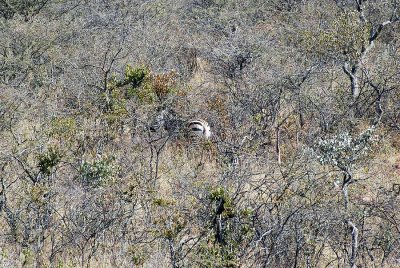 MOUNTAIN ZEBRA