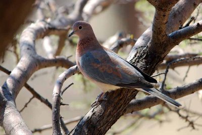 LAUGHING DOVE