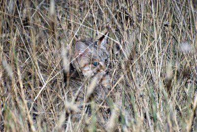 SMALL - SPOTTED CAT