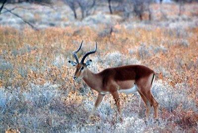 BLACK - FACED IMPALA