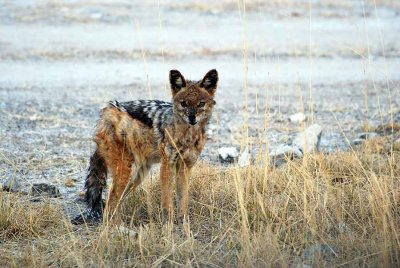 BLACK - BACKED JACKAL