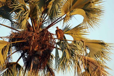 WHITE - BACKED VULTURE