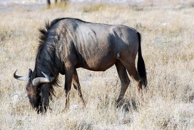 BLUE WILDEBEEST