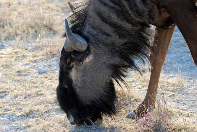 BLUE WILDEBEEST