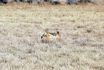 BLACK - BACKED JACKAL