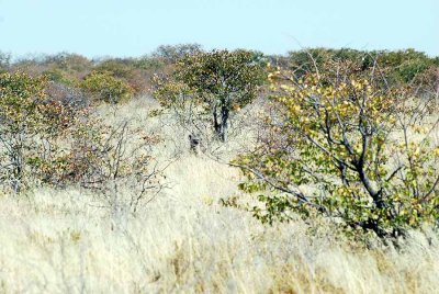 SPOTTED HYAENA