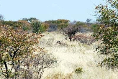 SPOTTED HYAENA