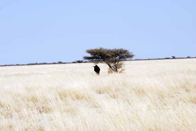 BLUE WILDEBEEST