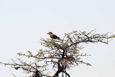 LILAC - BRESTED ROLLER