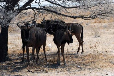 BLUE WILDEBEEST