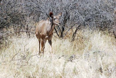 KUDU