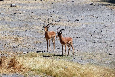 AT OUR WATERHOLE