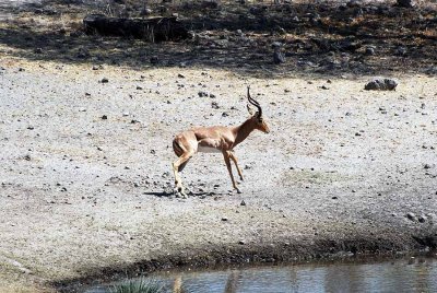 AT OUR WATERHOLE