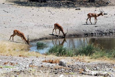 AT OUR WATERHOLE