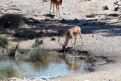 AT OUR WATERHOLE