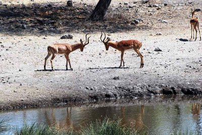 AT OUR WATERHOLE