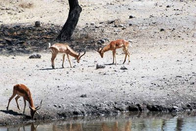 AT OUR WATERHOLE