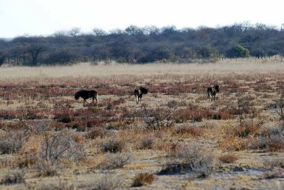 WHITE - TAILED GNU