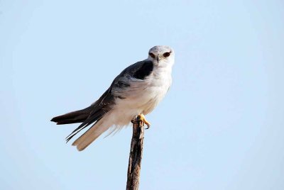 BLACK - SHOULDERED KITE
