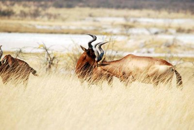 RED HARTEBEEST