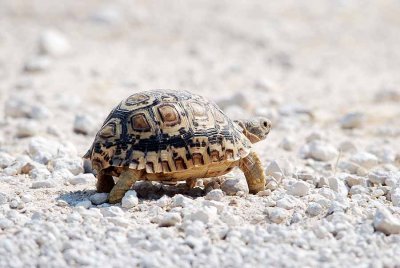 TURTLE ON THE ROAD