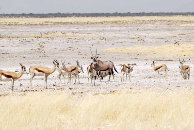 SPRINGBOK