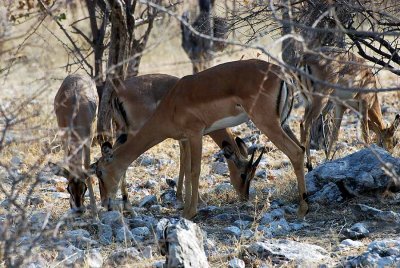 BLACK - FACED IMPALA