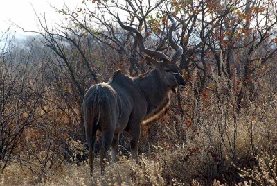 KUDU