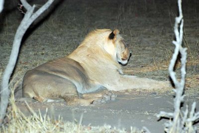 LION