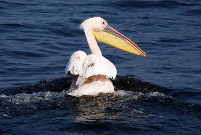 GREAT WHITE PELICAN